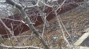 Яблоня формировка чаша