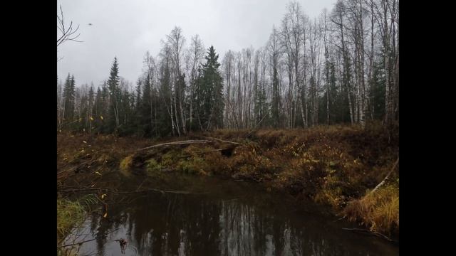 Тонкости рыбалки хариуса на таежной речке с помощником, или гребаные джунгли / Arctic Grayling rive смотреть онлайн