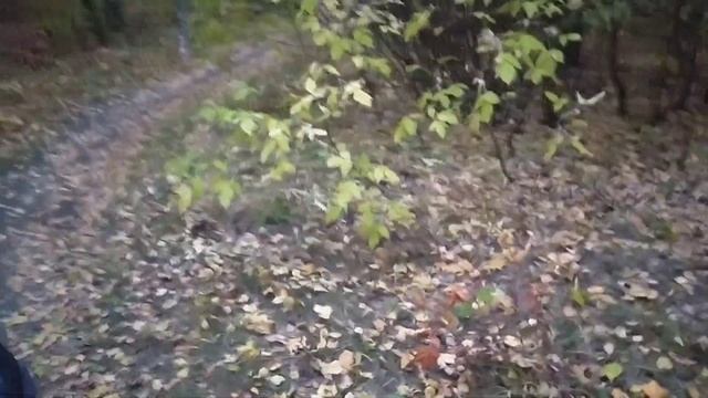 Неделя моей жизни 20-26.09.21/Вышивка/Заготовки на зиму/Гуляем с котиками/Смотрим кедры смотреть онлайн