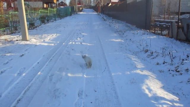 Сегодня кисю поймать не удалось... Видел рыжего котёнка, но драпанул он очень живенько.. смотреть онлайн