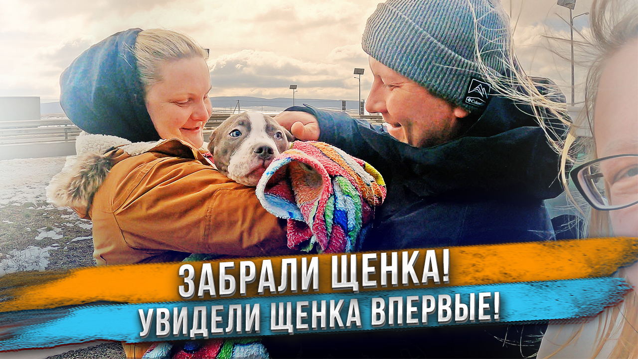 Люди впервые увидели щенка! Незабываемая встреча! Ждем роды у Бэтти. смотреть онлайн