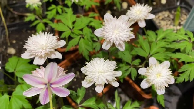Анемона nemorosa Pink Delight (анемона дубравная Пинк Делайт) смотреть онлайн