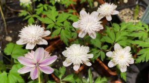 Анемона nemorosa Pink Delight (анемона дубравная Пинк Делайт)