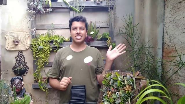 Dividindo Echeveria madiba de duas cabeças смотреть онлайн