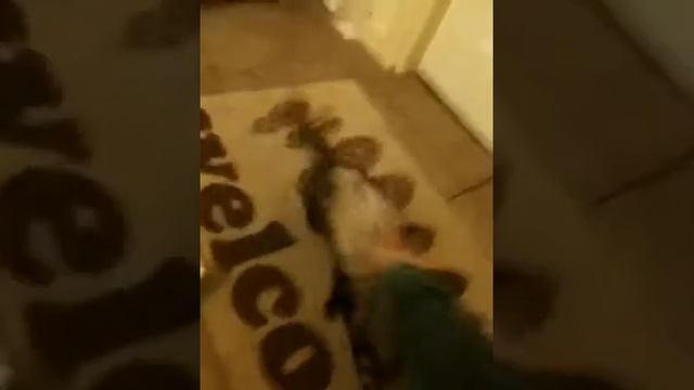 Tuuli the ferret playing in bags смотреть онлайн