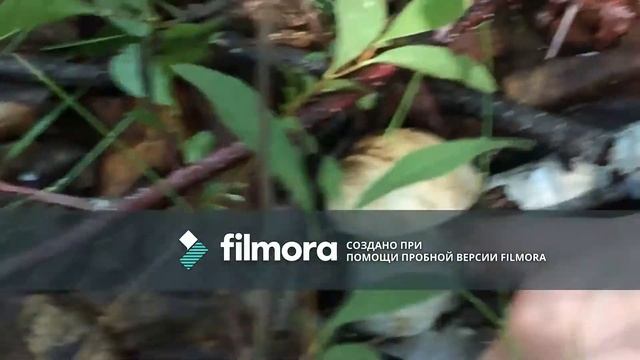Охота за грибами - Лес Чиндаготай смотреть онлайн