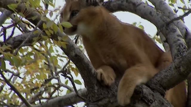 Каракал, или степная рысь Caracal, or steppe lynx смотреть онлайн