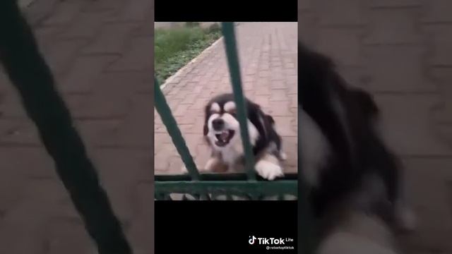 Собака гавкает смотреть онлайн