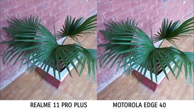 Realme 11 Pro Plus VS Motorola Edge 40 Camera Test