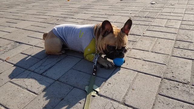 Вот Курт нашел мячик и уже никто, никуда не идет :) смотреть онлайн