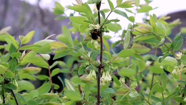 Кулинарные Угощения для Гостей