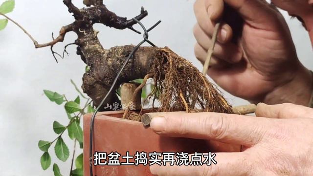 How to choose old bonsai cuttings to speed up the formation of long roots選擇盆景老枝幹扦插如何加快長根成型 смотреть онлайн