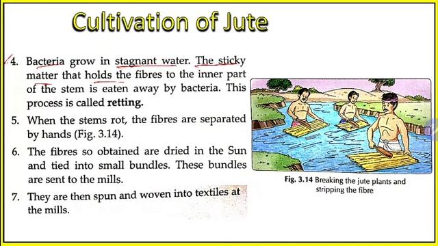 Jute - Cultivation Of Jute - Uses Of Jute - Wool - Silk || Science || Class-6 || Chapter-3 ||Part-3