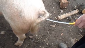 Урок №37  Искусственное осеменение свиней