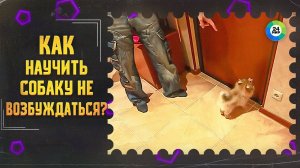 ТВ МИР-Как научить собаку не возбуждаться когда приходят гости