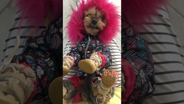 Почему спадает обувь у собаки. смотреть онлайн