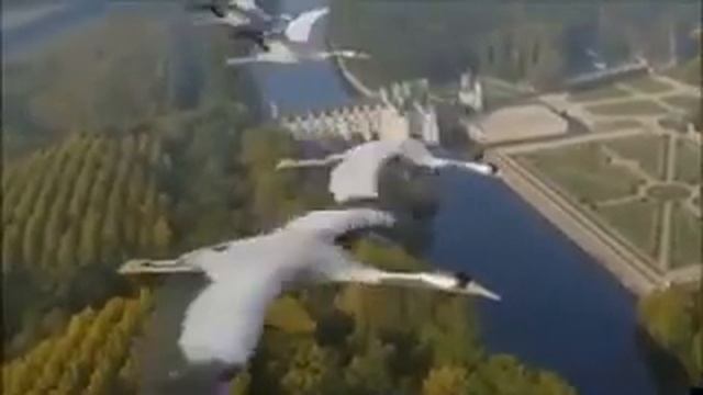 Журавли Песня смотреть онлайн