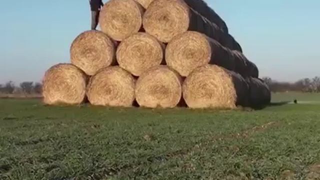 Охота на лису в тюках сена с ягдтерьером смотреть онлайн