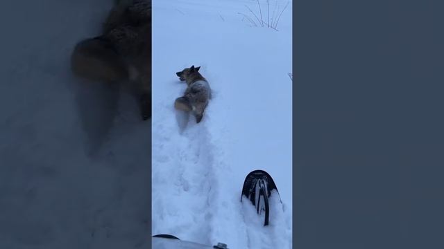 Лидер альфа 3 лонг Томск смотреть онлайн