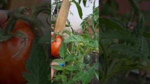 Томат Пасхальное яйцо обзор