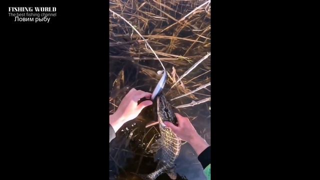 ПРИКОЛЫ НА РЫБАЛКЕ 2023! НЕОЖИДАННЫЕ СЛУЧАИ НА РЫБАЛКЕ! Я РЖАЛ ДО СЛЕЗ! Unexpected fishing incident смотреть онлайн