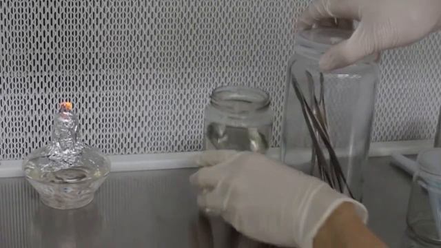 Plant Tissue Culture - Fern spores tissue culture (Bird's nest fern) смотреть онлайн