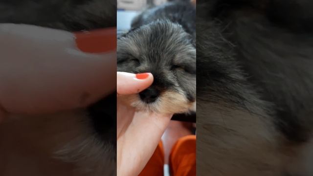 Щенок мальтипу на груминге заснул. Милота +100500???