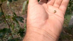 @Виноград 2019  Виноград Олимп  Новый виноград