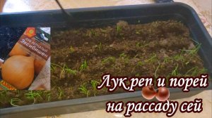 Лук ЭКСИБИШЕН от Посева до Всходов. Все тонкости, как и когда посеять на рассаду, не упустите время