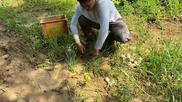 Wow! Unique Mud Fishing Video! Find & Catch Catfish Form Mud in Small Pond - Fishing in dry Season смотреть онлайн
