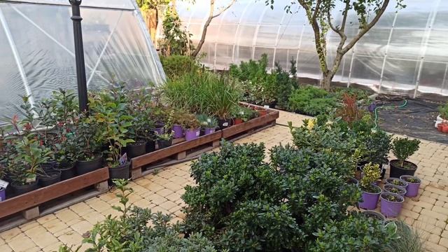 Белокрылка! Одна обработка и еë нет! смотреть онлайн