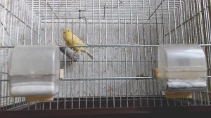 Кенар - Цыпа  (Лесной напев)