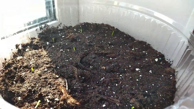 КАКИЕ СОРТА РАССАДНОГО ЛУКА ВЗОШЛИ ДРУЖНО!? смотреть онлайн