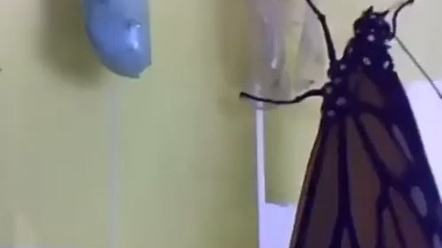 Вылупления бабочки монарх смотреть онлайн