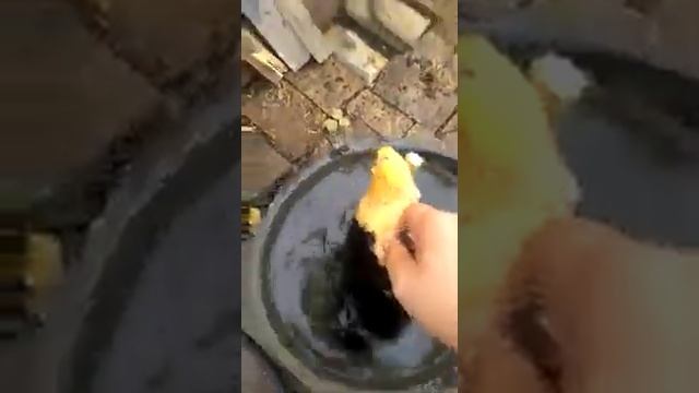 Эпилятор для птиц смотреть онлайн