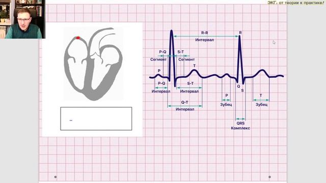 Электрическая ось сердца - вопросы практического применения! смотреть онлайн