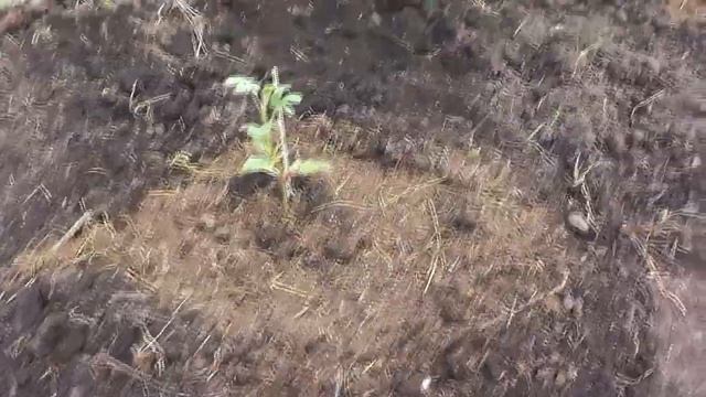 Привитые арбузы на двух лагенариях и в компостной яме смотреть онлайн