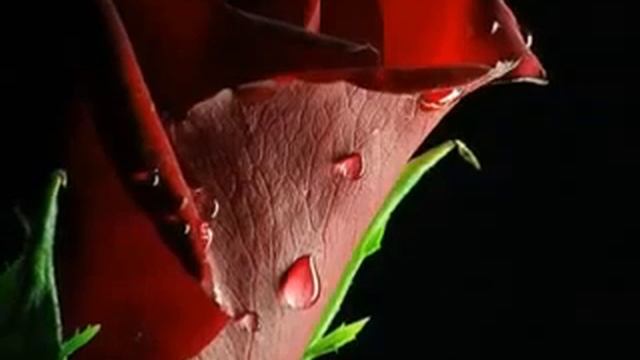 Хадижа и ... смотреть онлайн