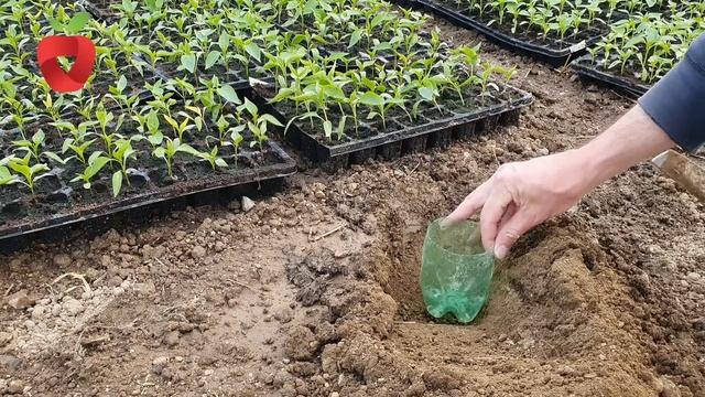 Riješite Se Puževa Iz Vrta Na Prirodan Način Uz Ove Jednostavne Savjete