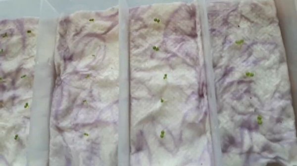 Посев петунии на влажную бумагу🌺