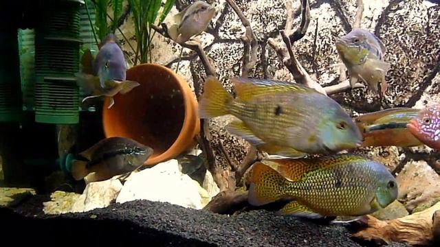 cichlasoma salvini,nicaraguensis смотреть онлайн