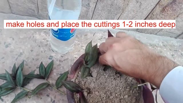 Zebrina Plant | How to propagate Zebrina plant смотреть онлайн