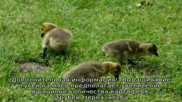 Чем кормить гусят в домашних условиях смотреть онлайн