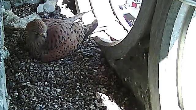 Брест, гнездо сокола-пустельги смотреть онлайн