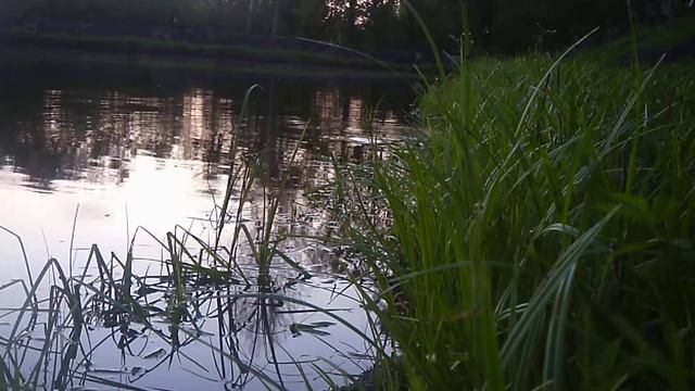 Приключения на пруду, как мече икру карп Зеркал.(2) смотреть онлайн