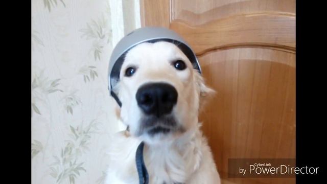 1.5 года жизни с золотистым ретривером. смотреть онлайн