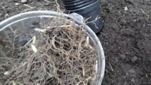 Цветы на 8 Марта / Выгонка . Ландыши / Эксперимент . Теплица . Что уже посадила. Клубника с бутонам