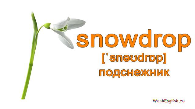 English Cards - Flowers / Английские карточки - Цветы