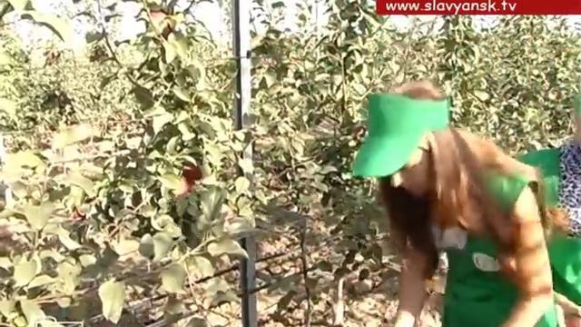 В Сад гиганте, началась уборка эксклюзивного сорта яблок «мади» смотреть онлайн