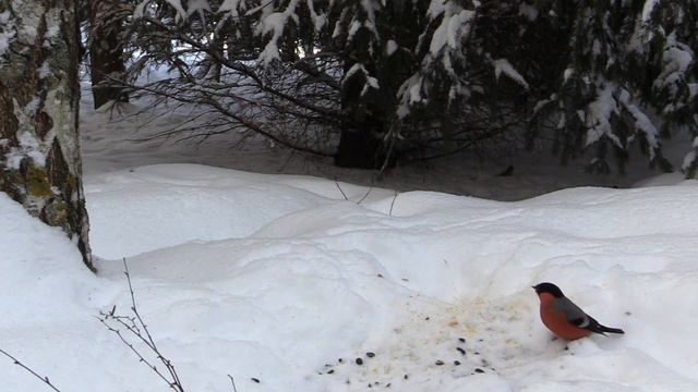 Много птиц на зимней кормушке после метели. Снегири, дятел, синицы, чечётки смотреть онлайн